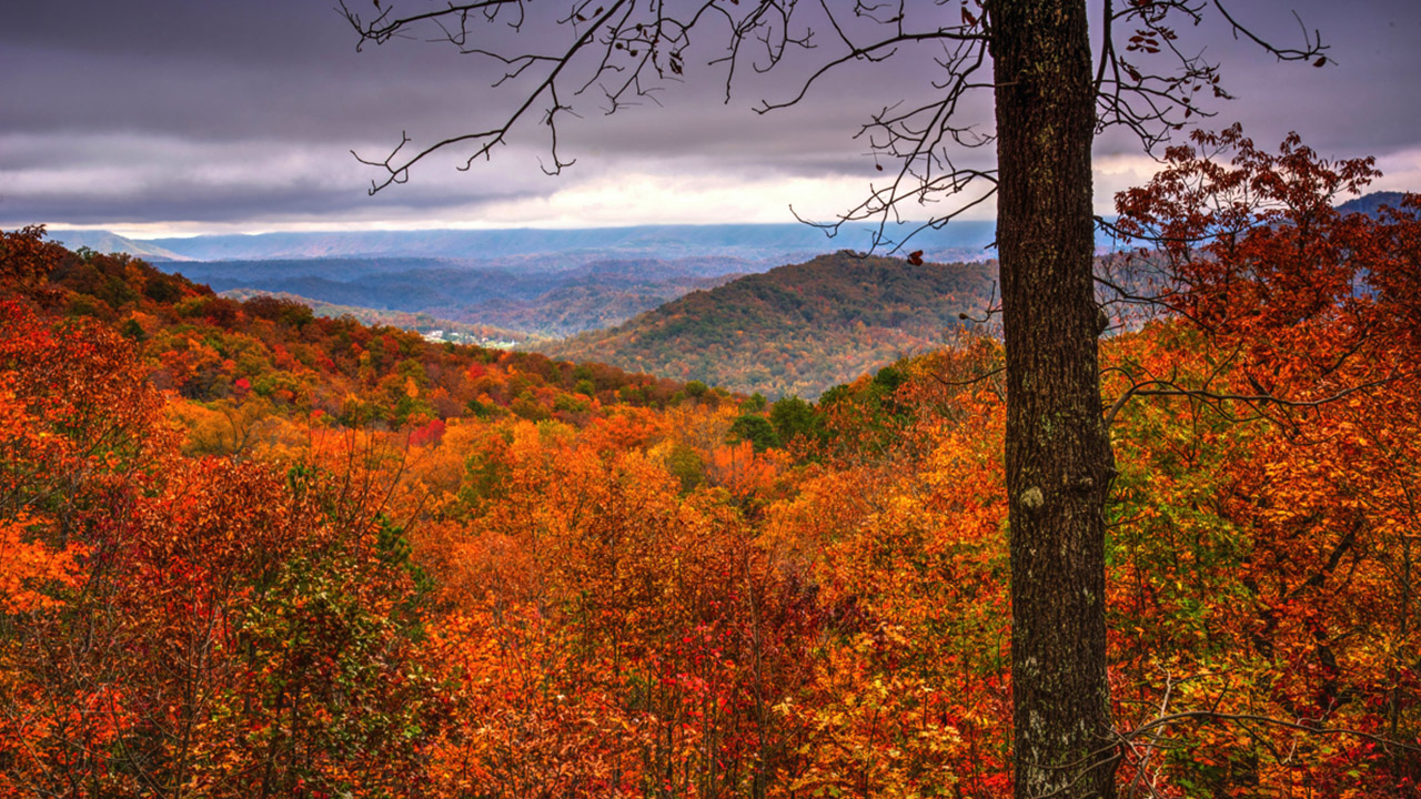 Timber and mountain terrain on the Misty Mountain Kentucky property